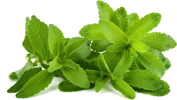 Stevia leaves